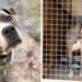 Arbois : Ils adoptent un chien dans un refuge, puis le mettent en annonce quelques mois plus tard – une rencontre inattendue avec le personnel 3 Ils ont adopté un chien dans un refuge et après quelques mois, ils ont passé une annonce