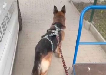 Ils ont ramené le chien au refuge après six mois. La raison va choquer beaucoup de gens