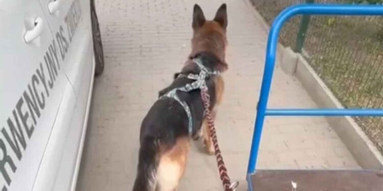 Ils ont ramené le chien au refuge après six mois. La raison va choquer beaucoup de gens 1 Ils ont ramené le chien au refuge après six mois. La raison va choquer beaucoup de gens