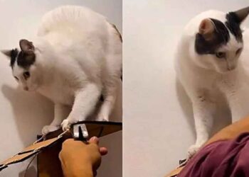 Ils remarquèrent que le chat ne voulait pas jouer. Son sixième sens l'avertit du danger