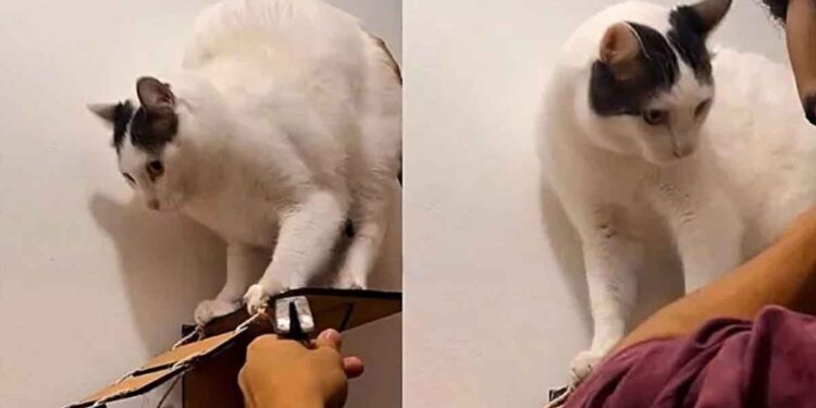 Ils remarquèrent que le chat ne voulait pas jouer. Son sixième sens l'avertit du danger