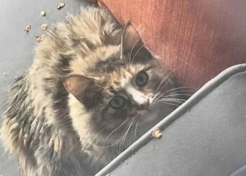 La chatte est venue vers les gens et a demandé aide