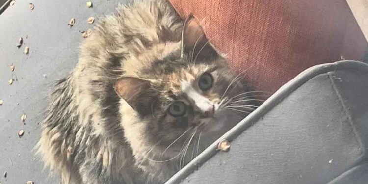 La chatte est venue vers les gens et a demandé aide