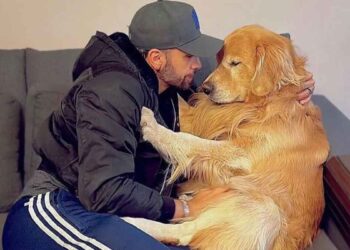 La compagnie aérienne a envoyé le chien vers un autre endroit par erreur. Cela s'est terminé tragiquement