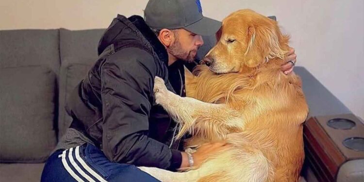 La compagnie aérienne a envoyé le chien vers un autre endroit par erreur. Cela s'est terminé tragiquement 1 La compagnie aérienne a envoyé le chien vers un autre endroit par erreur. Cela s'est terminé tragiquement