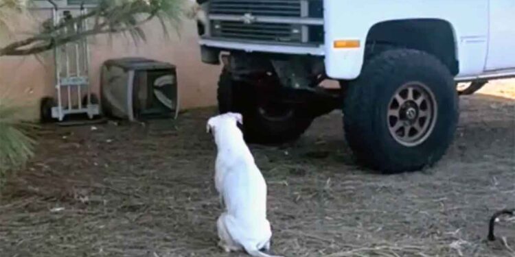 La famille se demandait pourquoi le chien regardait le camion. Quelqu'un d'autre avait besoin d'aide 1 La famille se demandait pourquoi le chien regardait le camion