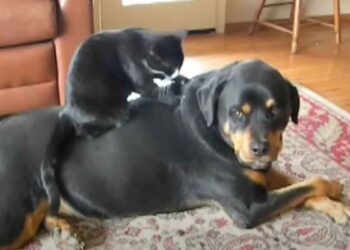 Le chat a sauté sur le dos du Rottweiler et tout a commencé. Il a montré son talent caché
