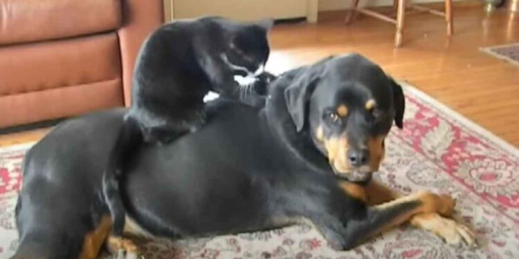 Le chat a sauté sur le dos du Rottweiler et tout a commencé. Il a montré son talent caché