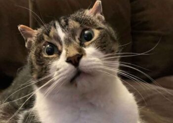 Le chat ne fermera plus jamais les yeux. Son histoire cache bien des drames