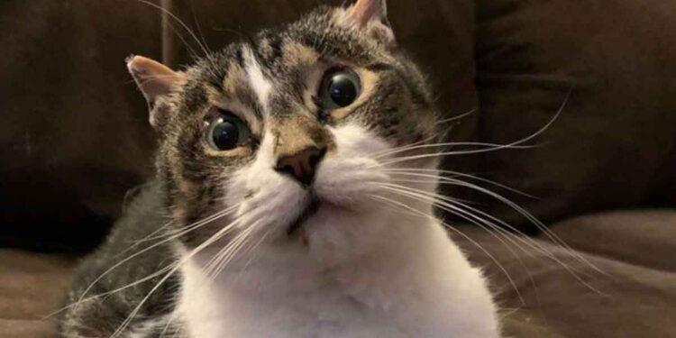 Le chat ne fermera plus jamais les yeux. Son histoire cache bien des drames 1 Le chat ne fermera plus jamais les yeux. Son histoire cache bien des drames