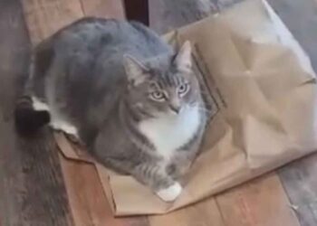 Le chat ne voulait pas libérer le sac. Tout avait un sens quand il a commencé à bouger