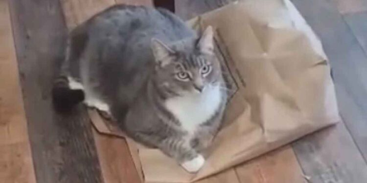 Le chat ne voulait pas libérer le sac. Tout avait un sens quand il a commencé à bouger