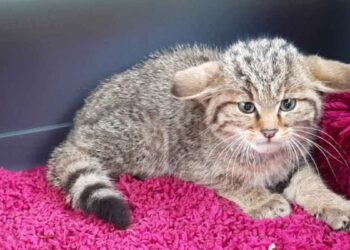 Le chat trouvé dans le jardin était différent des chats des toits. Il n'aurait jamais dû être attrapé