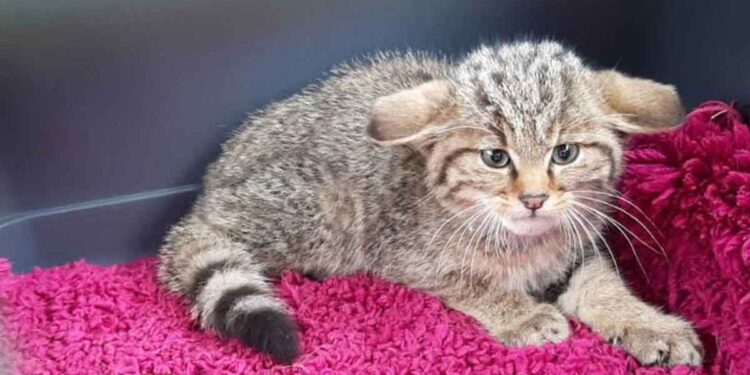 Le chat trouvé dans le jardin était différent des chats des toits. Il n'aurait jamais dû être attrapé