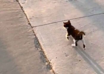 Le chaton court jusqu'à l'arrêt de bus tous les matins. Sa propriétaire a enregistré une scène touchante