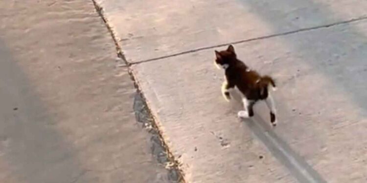 Le chaton court jusqu'à l'arrêt de bus tous les matins. Sa propriétaire a enregistré une scène touchante 1 Le chaton court jusqu'à l'arrêt de bus tous les matins. Sa propriétaire a enregistré une scène touchante