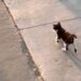 Le chaton court jusqu'à l'arrêt de bus tous les matins. Sa propriétaire a enregistré une scène touchante