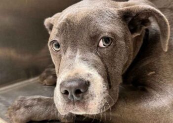 Le chien anonyme a été emmené au refuge