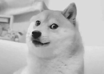 Le chien Kabosu mèmes est mort