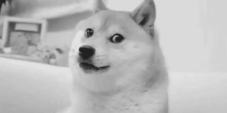 Le chien Kabosu mèmes est mort