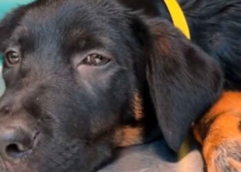 Le chiot avait 12 semaines et ils l'ont condamné à l'euthanasie. Le vétérinaire a dû agir