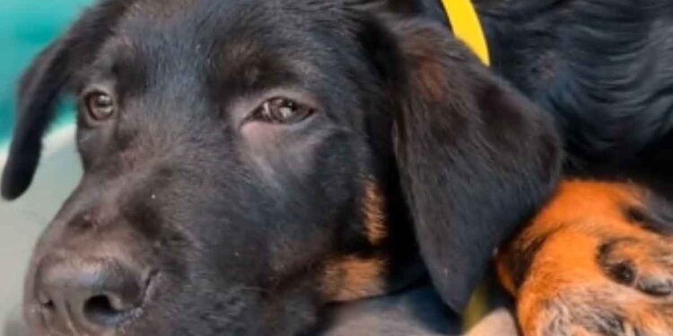 Le chiot avait 12 semaines et ils l'ont condamné à l'euthanasie. Le vétérinaire a dû agir