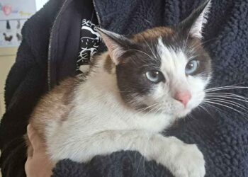 Le locataire a déménagé et les animaux sont restés. C'est effrayant de penser à ce qu'ils ont vécu