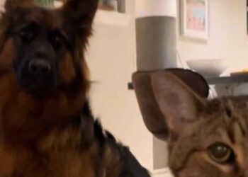 Le visage terrifié du berger allemand face au chat de la famille n'a pas de prix