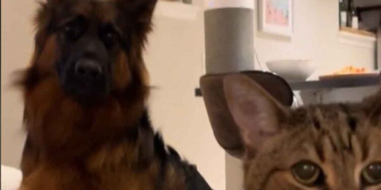 Le visage terrifié du berger allemand face au chat de la famille n'a pas de prix