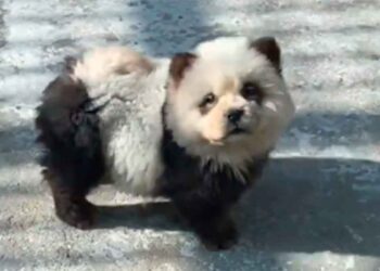 Le zoo suscite la colère lorsque les chiens sont teints pour les faire passer pour des pandas