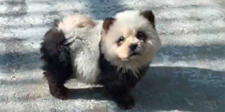 Le zoo suscite la colère lorsque les chiens sont teints pour les faire passer pour des pandas