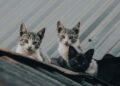 Les chats se souviennent-ils de leurs frères et sœurs