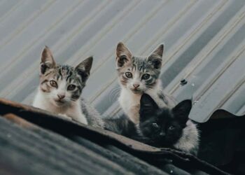 Les chats se souviennent-ils de leurs frères et sœurs