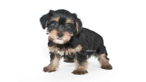 Morkie