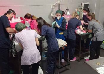 Pas moins de 10 vétérinaires ont aidé la chienne à accoucher. Tout cela à cause du nombre de chiots