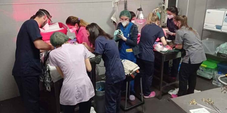 Pas moins de 10 vétérinaires ont aidé la chienne à accoucher. Tout cela à cause du nombre de chiots