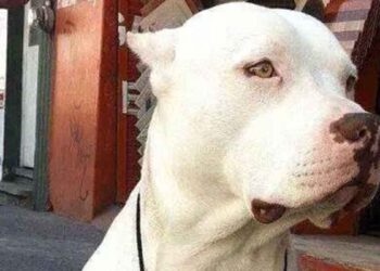 Pitbull avec une inscription significative sur le cou. Les mots ont divisé les gens