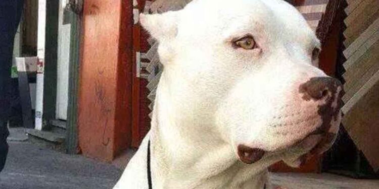 Pitbull avec une inscription significative sur le cou. Les mots ont divisé les gens