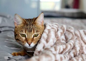 Quand il est temps de dire au revoir chat chien règles