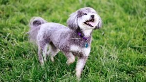 Schnoodle