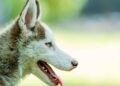Top 12 des races de chiens primitifs