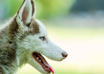 Top 12 des races de chiens primitifs