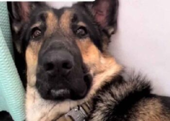 Un berger allemand va chez le toiletteur pour éviter de se baigner, il a une idée géniale