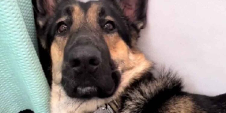 Un berger allemand va chez le toiletteur : pour éviter de se baigner, il a une idée géniale 1 Un berger allemand va chez le toiletteur pour éviter de se baigner, il a une idée géniale