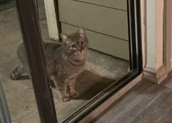 Un chat abandonné apparaît sur le porche d'un homme et refuse de partir jusqu'à ce qu'il soit adopté