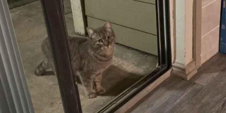 Un chat abandonné apparaît sur le porche d'un homme et refuse de partir jusqu'à ce qu'il soit adopté