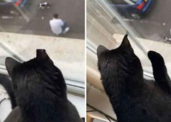 Un chat complètement choqué après avoir repéré son propriétaire en train de caresser un autre chat : « La trahison »