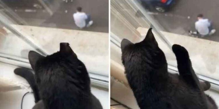 Un chat complètement choqué après avoir repéré son propriétaire en train de caresser un autre chat : « La trahison »