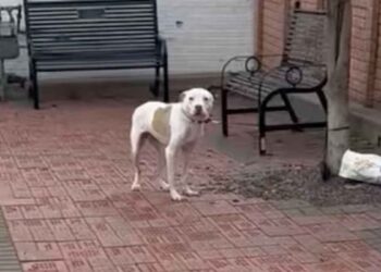 Un chien abandonné attaché à un arbre remue la queue pour accueillir quelqu'un qui vient à son secours