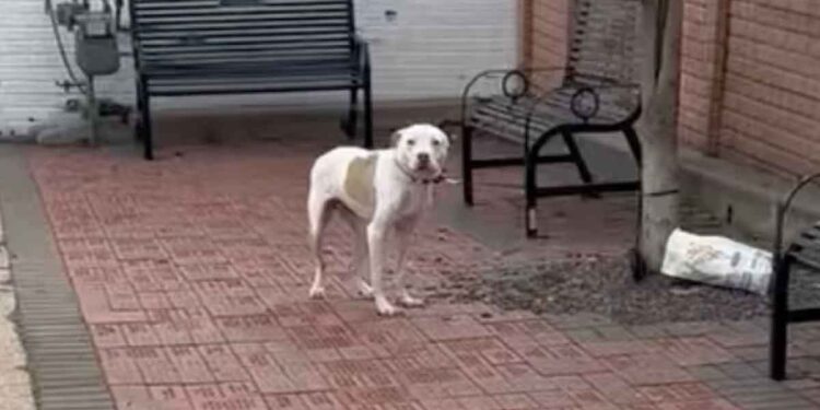 Un chien abandonné attaché à un arbre remue la queue pour accueillir quelqu'un qui vient à son secours